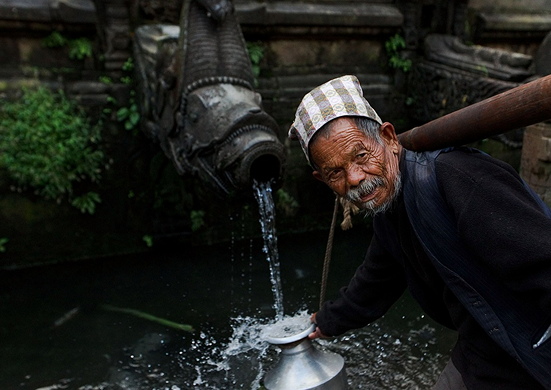 Yak in Nepal